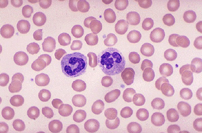 healthy-blood-cells